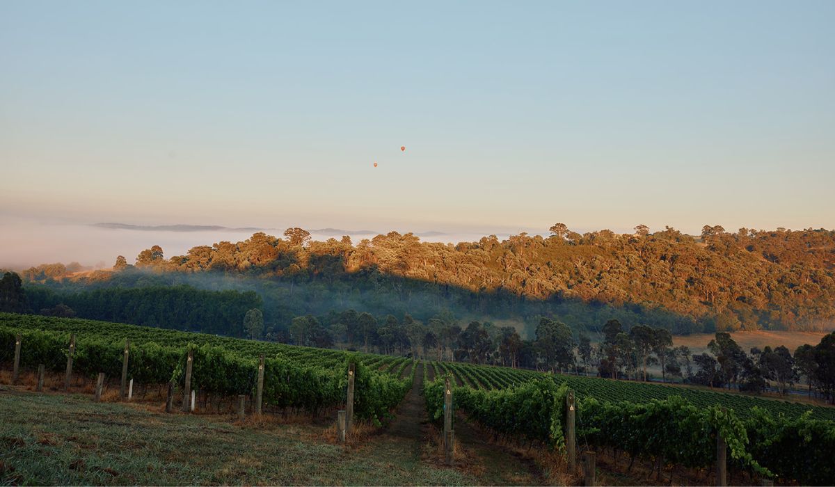 Vineyards at TarraWarra Estate, Yarra Valley