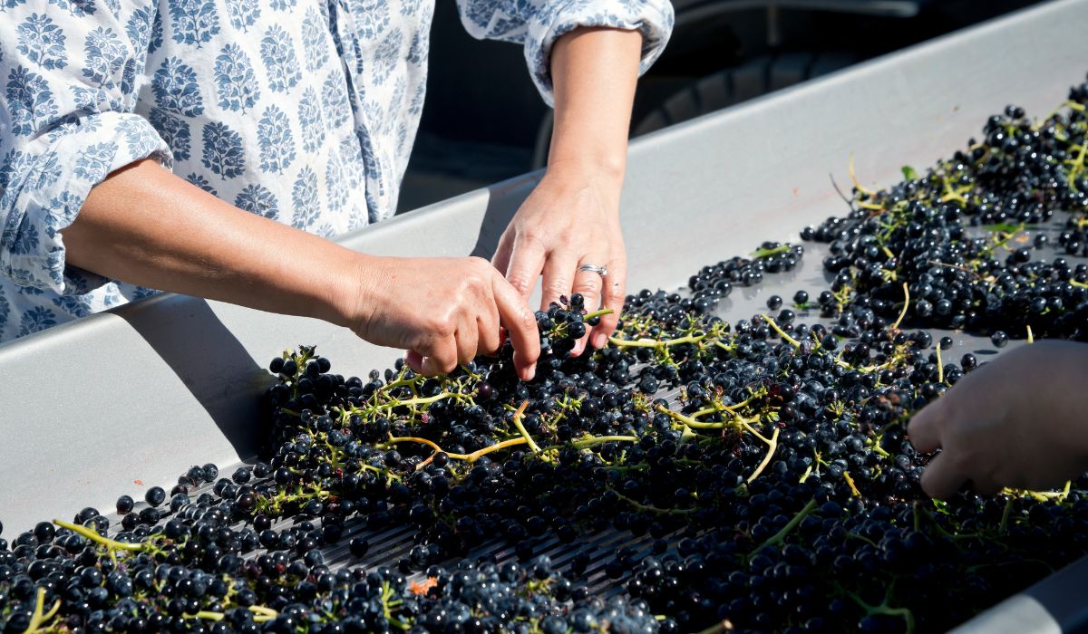 Grenache grapes being sorted at Alkina