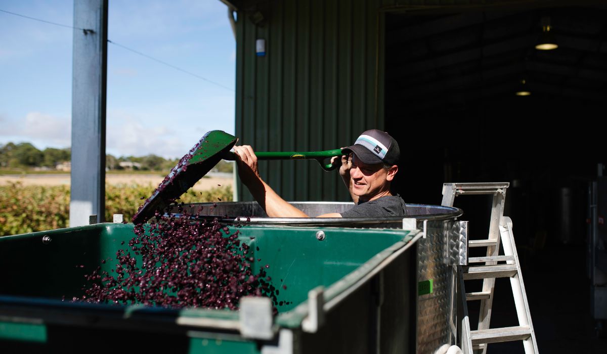 Andre Bondar shovelling grapes into a tank