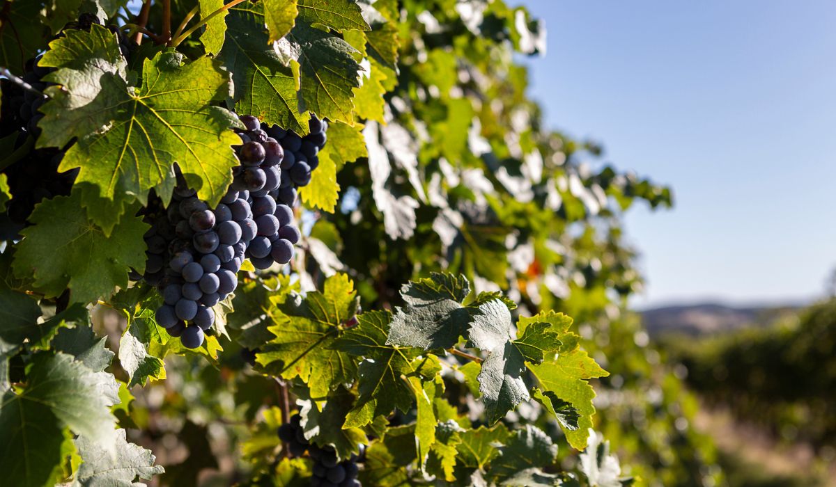 close up of grapes on a vine at Fighting Gully