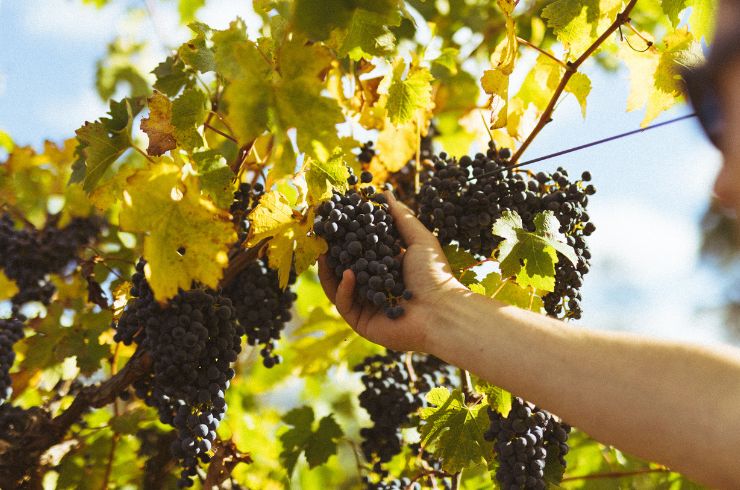 Cabernet grapes, Penley Estate
