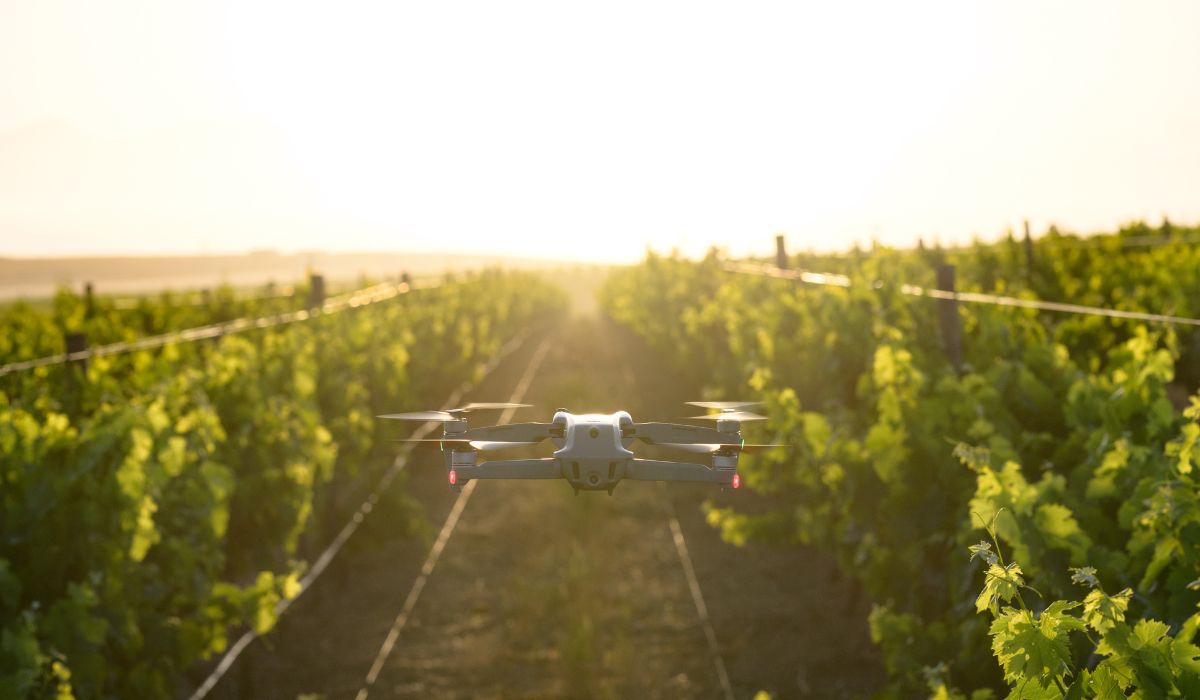 Drone flying above a vineyard
