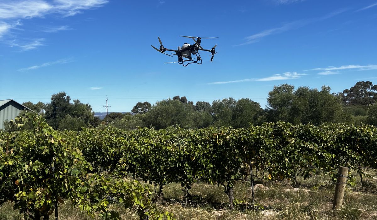 Drone flying above a vineyard