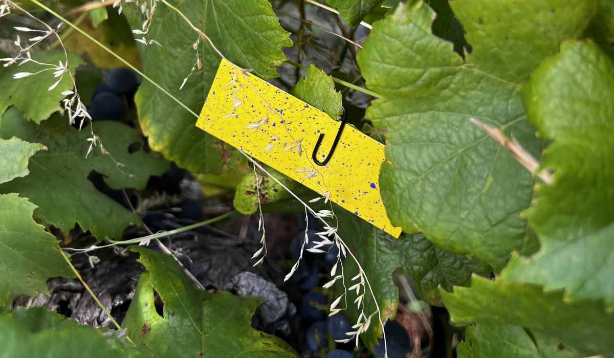 A yellow card clipped to a vine leaf