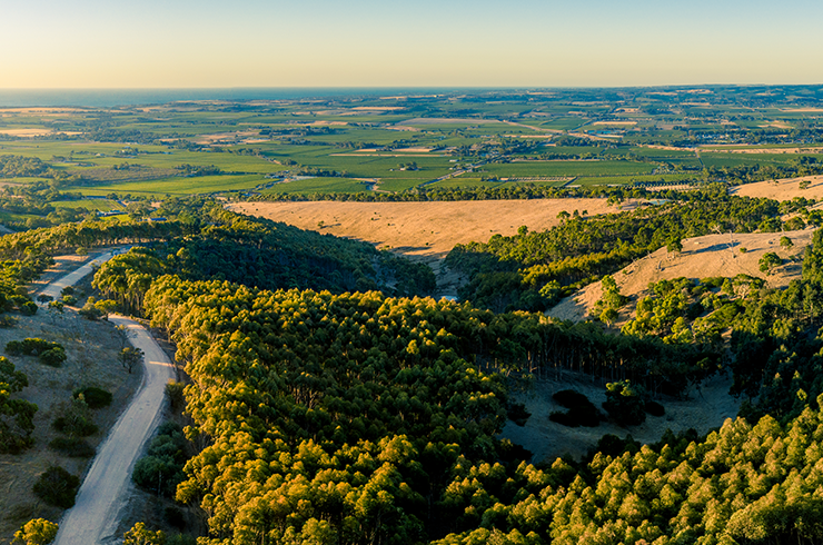 McLaren Vale landscape