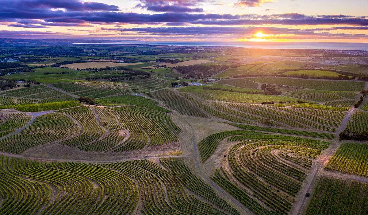 McLaren Vale aerial shot