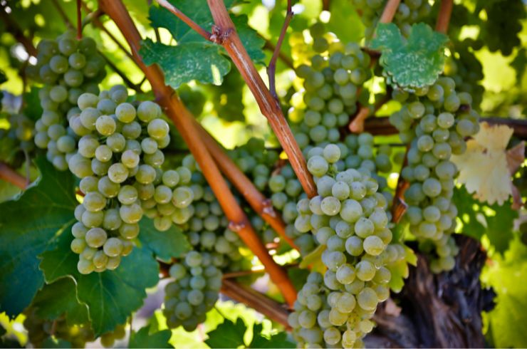 Sauvignon blanc grapes