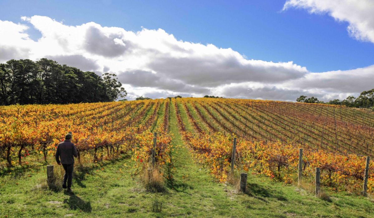 Hither & Yon, vineyard