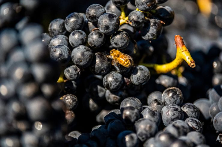 Bee on black grapes, Felton Road