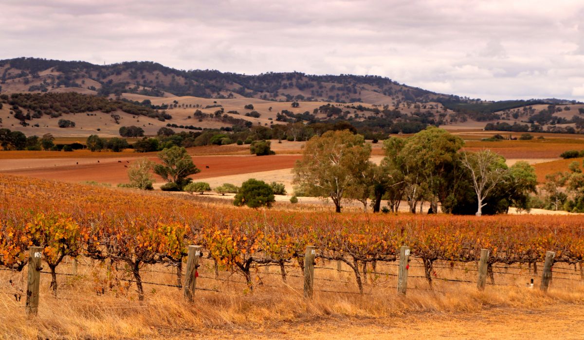 Barossa vineyard in drought