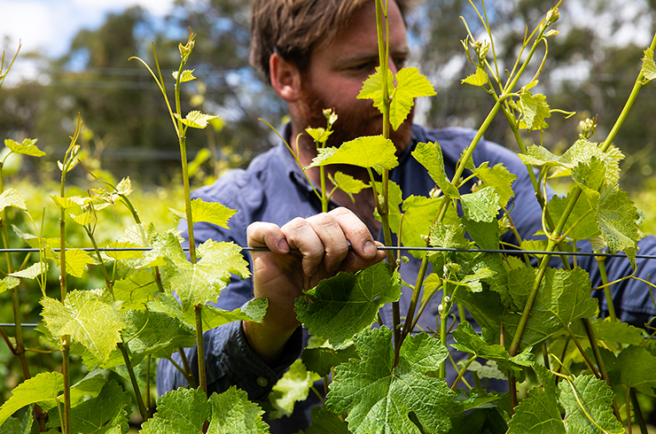 Gareth Belton in the vineyard