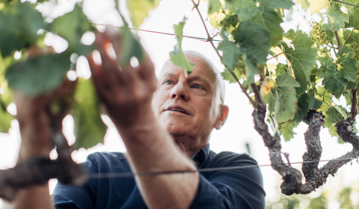 A winemaker picks grapes