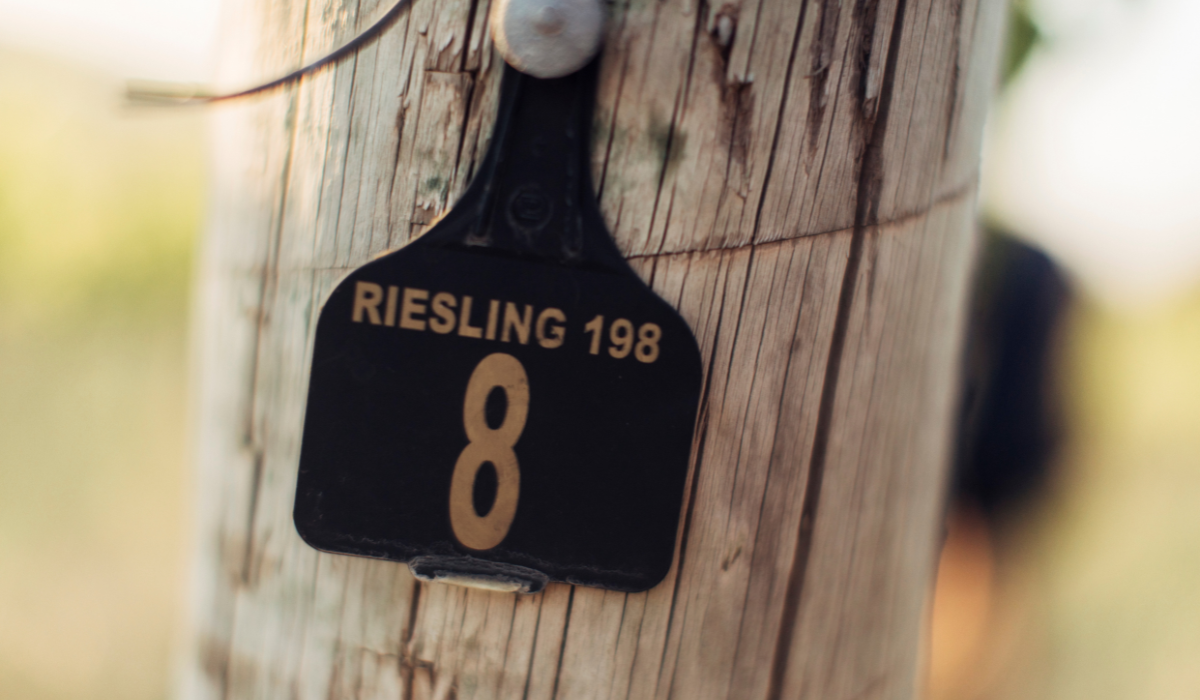 A riesling vineyard post