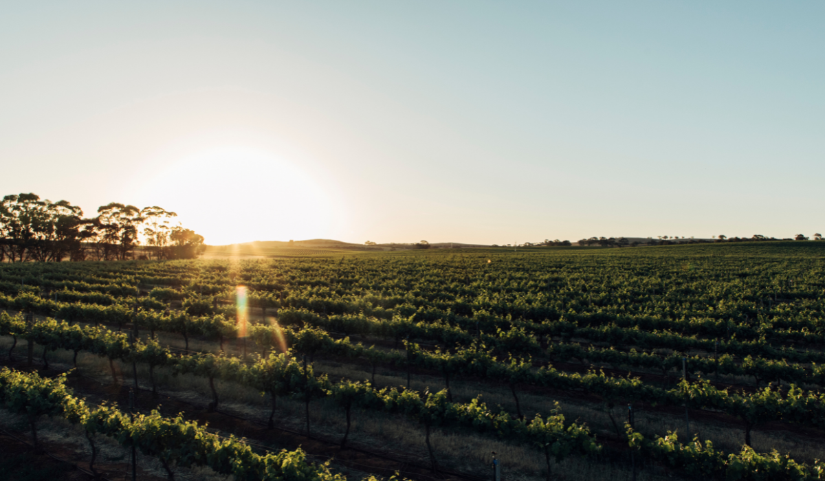 Sunrise over vineyards