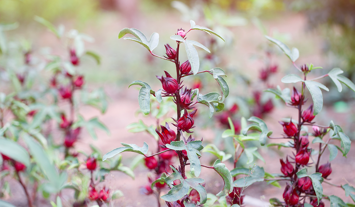 Rosella flowers