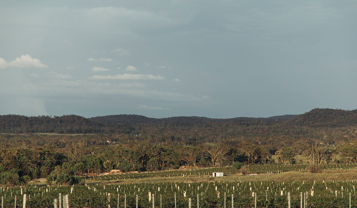 Granite Belt vineyard