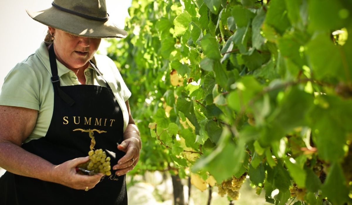 Person picking grapes at Summit Winery in Queensland's Granite Belt.