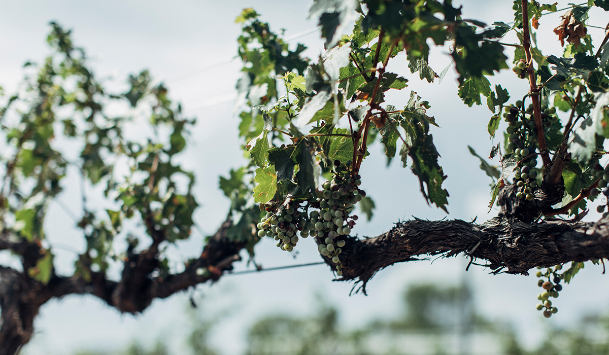 White grapes on an old vine