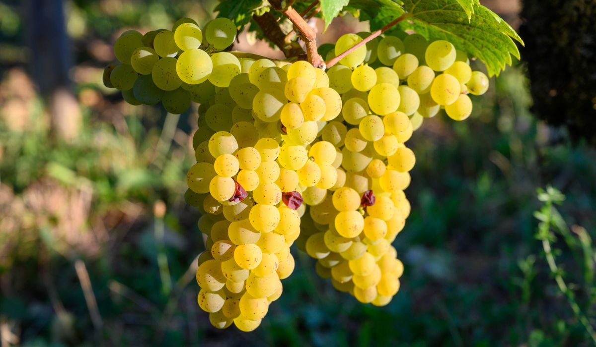 Savagnin grapes