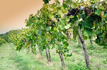 Grapes on the vine in Campania, Italy