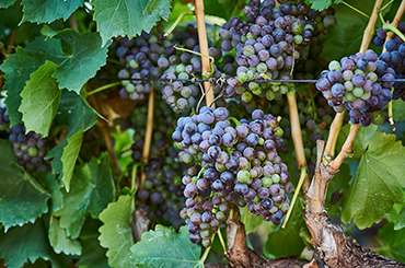 Grenache grapes