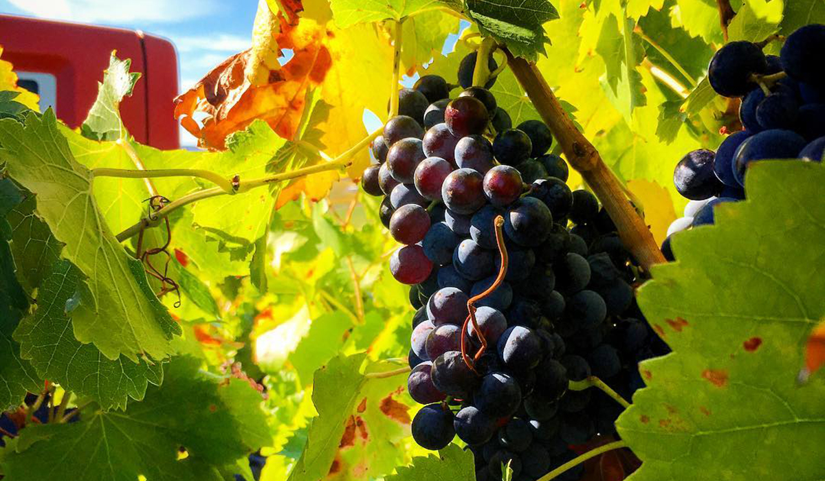 Grenache fruit from old vines in the Blewitt Springs subregion of McLaren Vale