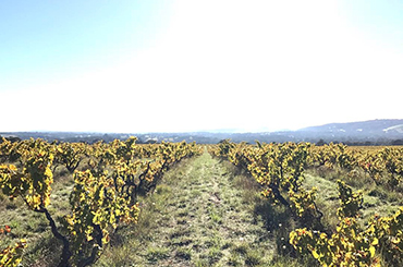 The Yangarra Estate High Sands Grenache vineyard in McLaren Vale
