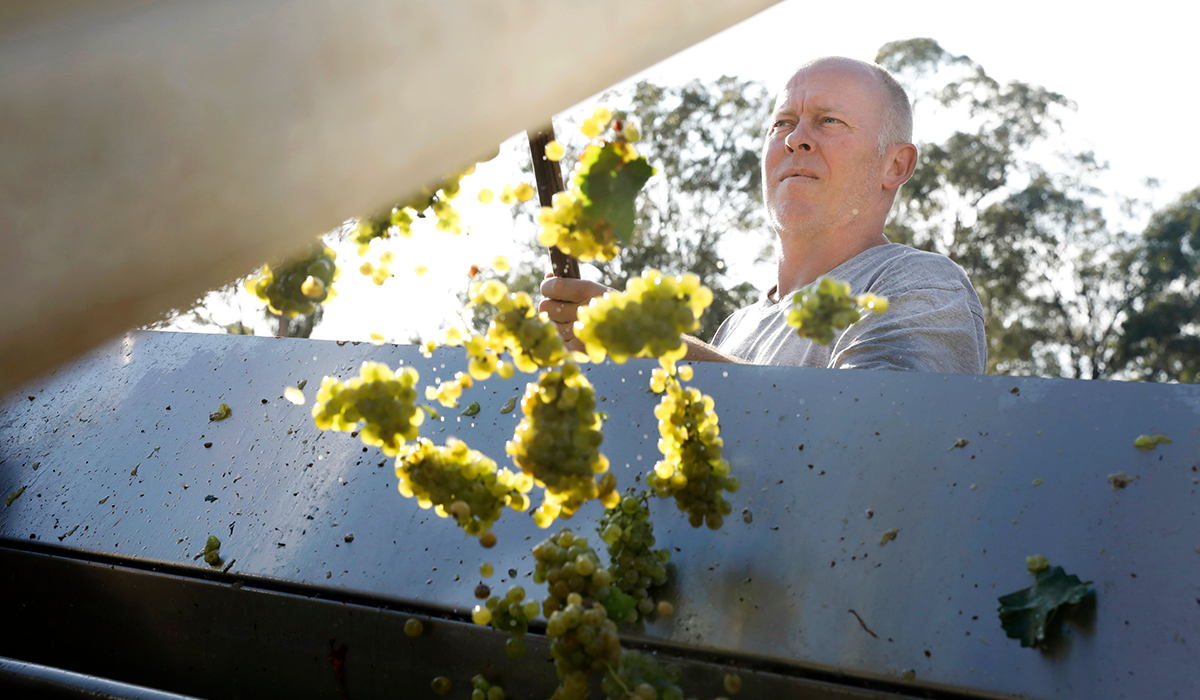 Andrew Thomas harvesting semillon