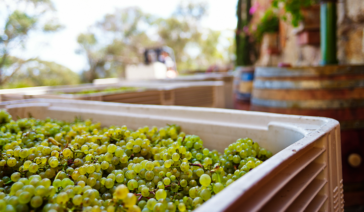 Chardonnay grapes