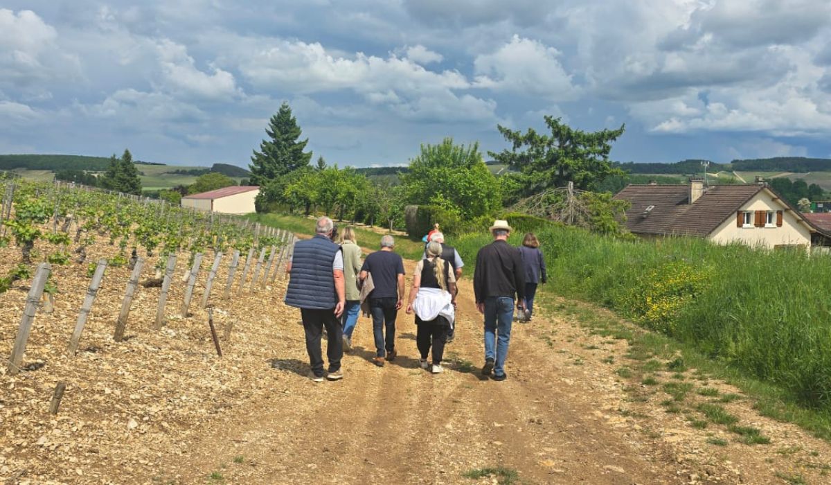 A group of people walk through a vineyard in France