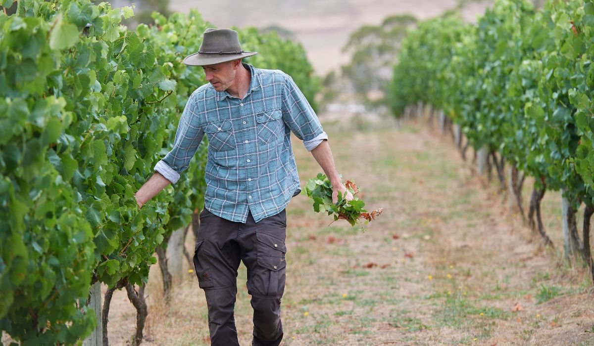 Heroes winemaker James Thomas in the vineyard