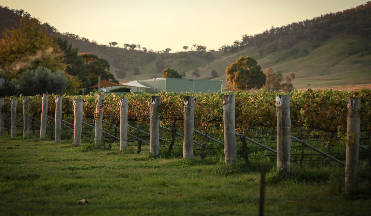 A vineyard surrounded by hills