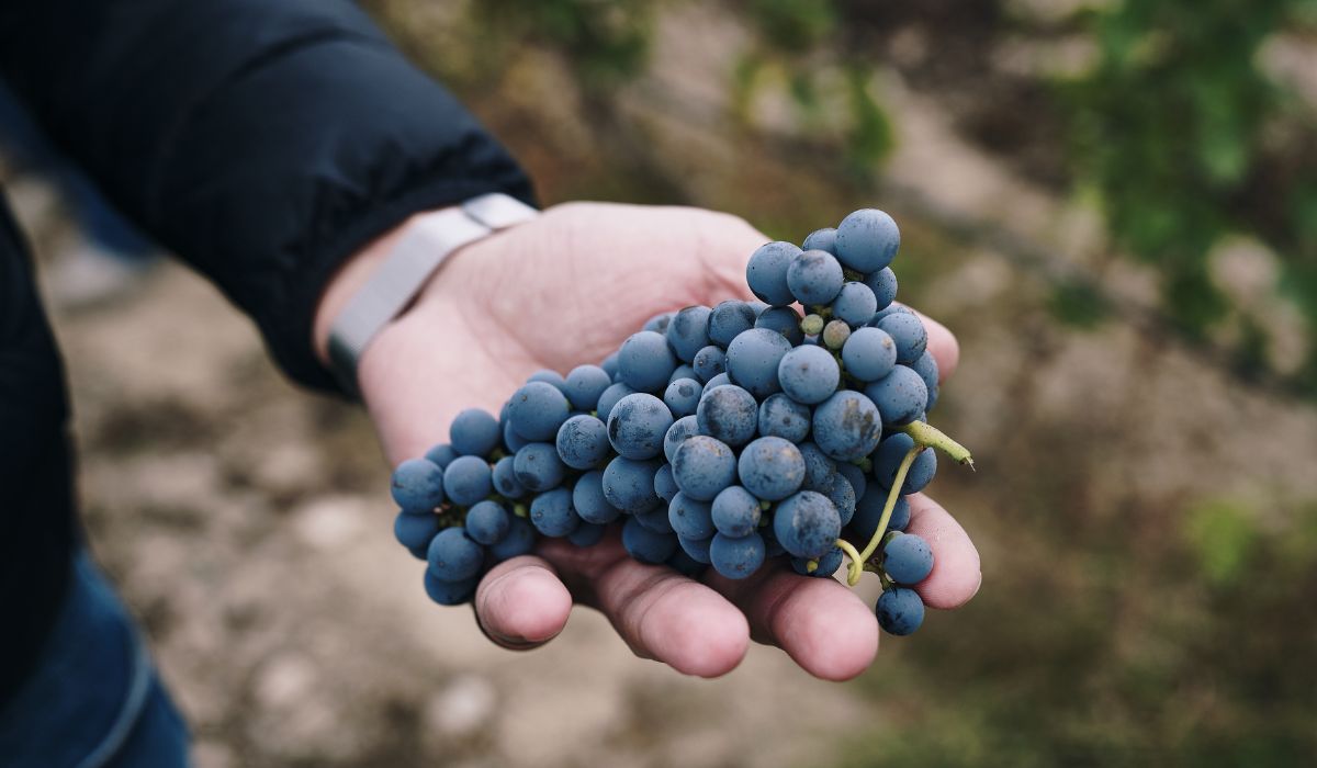 A cut bunch of marselan grapes in China