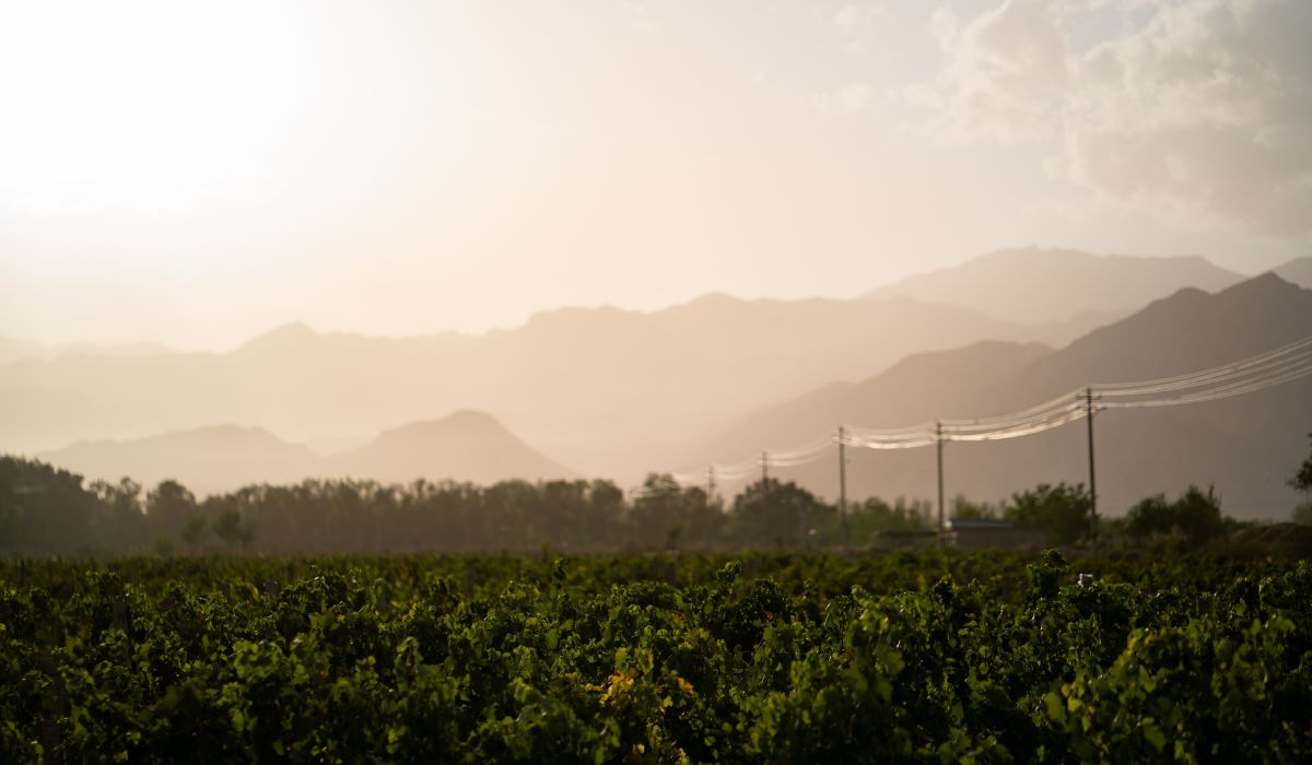 Vineyard in Ningxia, China, in front of the Helan Mountains 