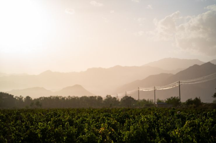 Vineyard in Ningxia, China, in front of the Helan Mountains 