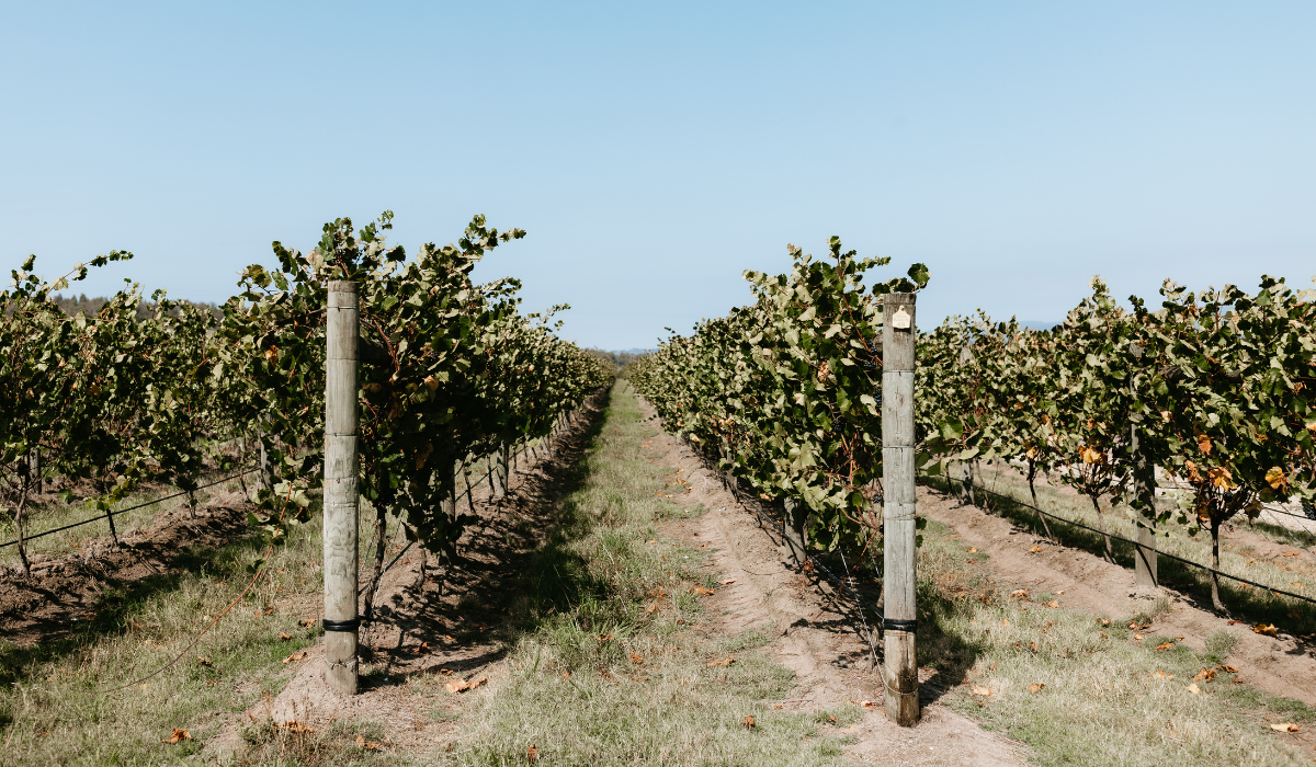 Vines at Helen & Joey Estate