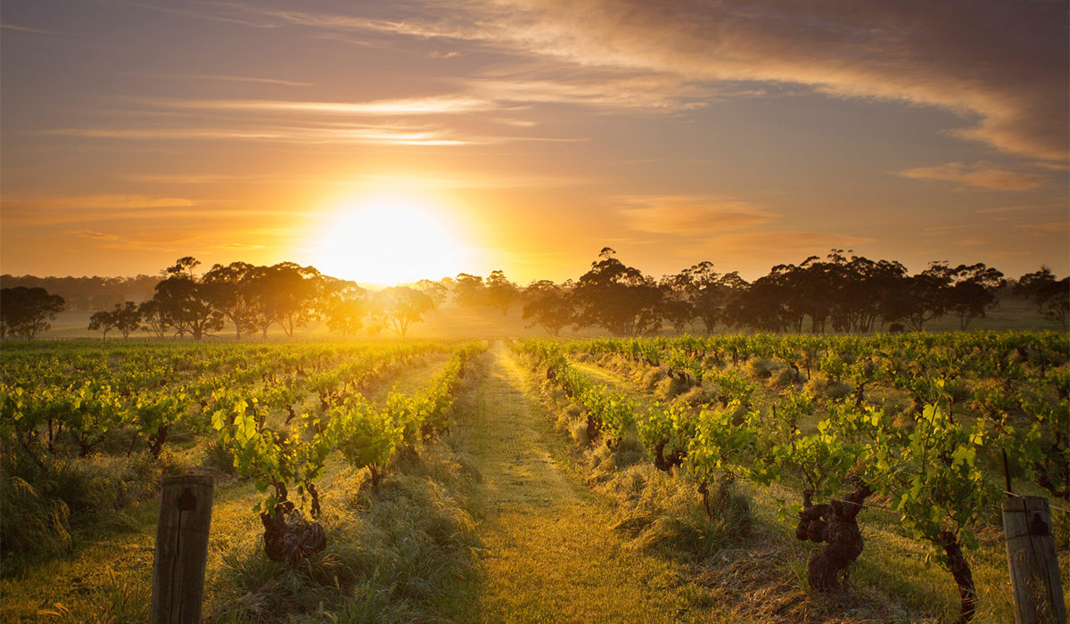 Henschke's Mount Edelstone vineyard