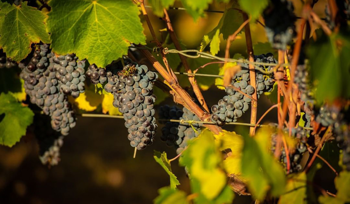 Nebbiolo on the vine at Longview Vineyard