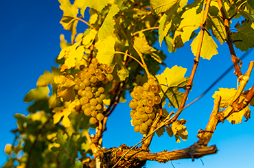 Gruner veltliner grapes on the vine against a blue sky