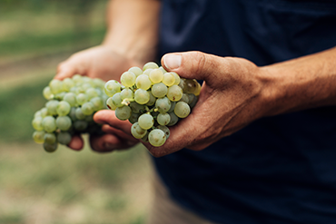 classicchardonnay-tile