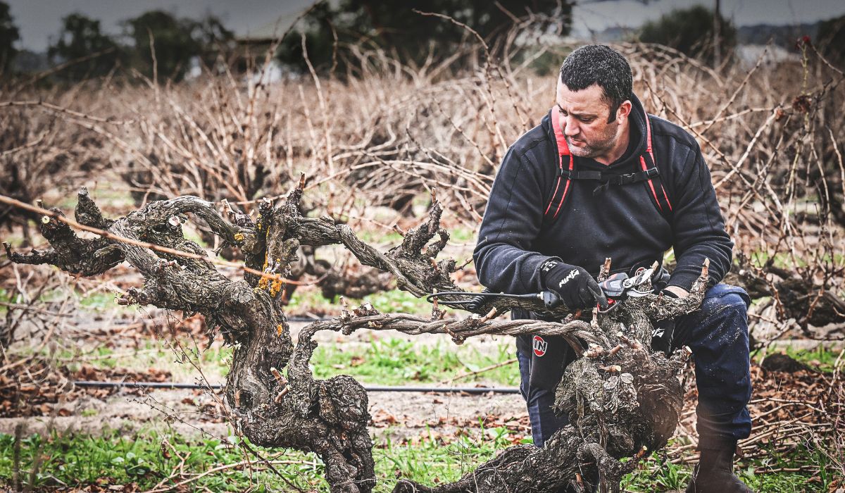 cirillo wwinemaker