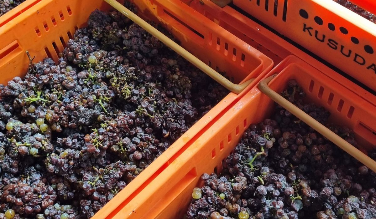 Kusuda botrytis grapes in crate