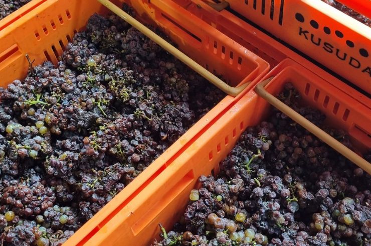 Kusuda botrytis grapes in crate