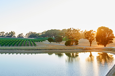 Fowles wine vineyard and lake