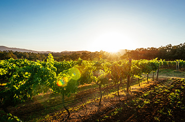 Vineyards sustainable wine