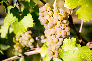 Viognier grapes