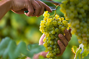Hands cutting white grapes from vine