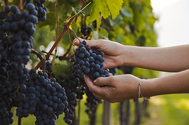 Woman holding grapes at harvest time