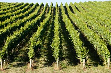 Adelaide Hills vineyard