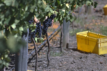 Grapes on the vine ready to be picked